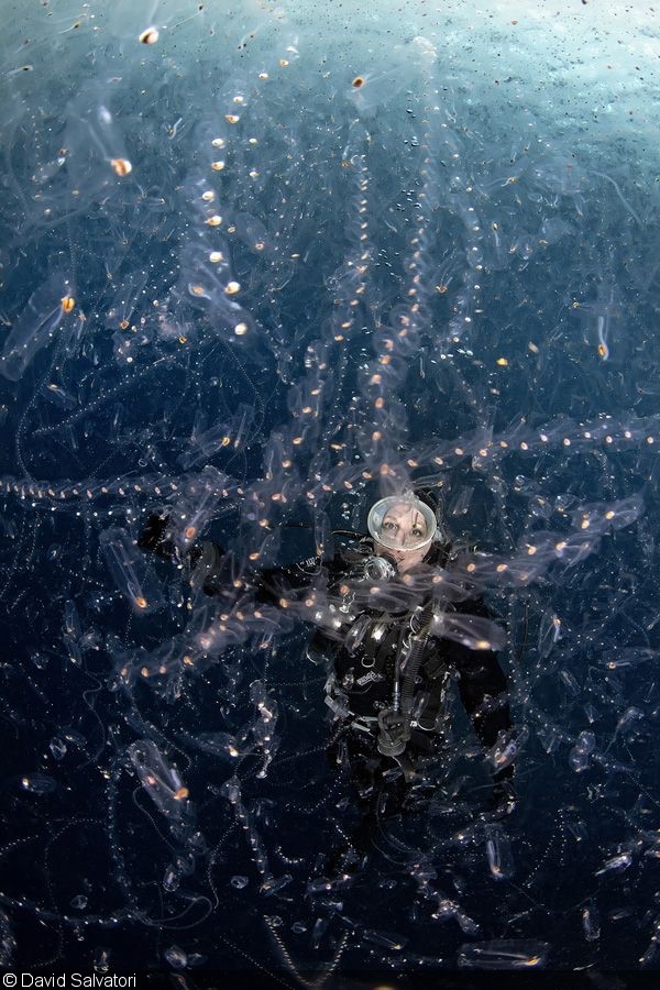 David Salvatori (Italy) 
2019 World Oceans Day Photo Competition Theme Winner (Gender and the Ocean)
